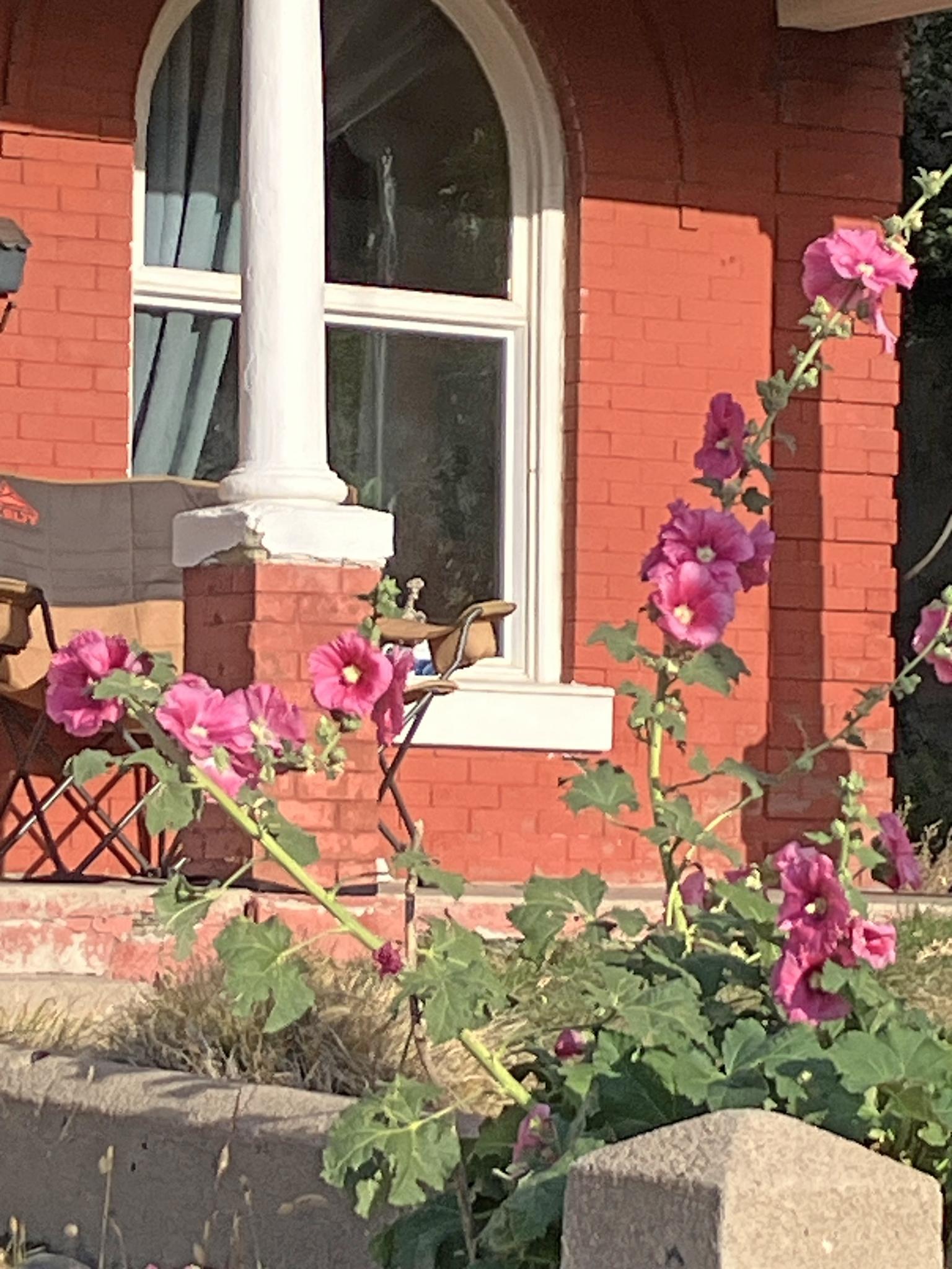 Hollyhocks enjoy late bloom in Trinidad