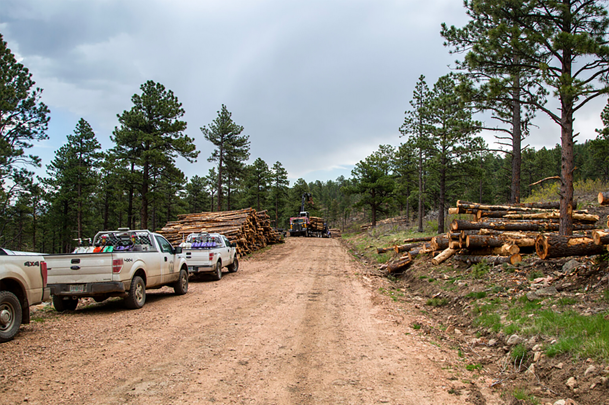 Philmont announces 1.3M restorative thinning project The ChronicleNews